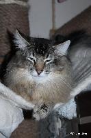 galleries/cats/166/11.jpg