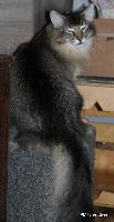 galleries/cats/166/12.jpg