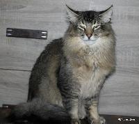 galleries/cats/166/16.jpg
