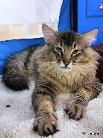 galleries/cats/166/18.jpg