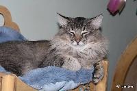 galleries/cats/166/21.jpg