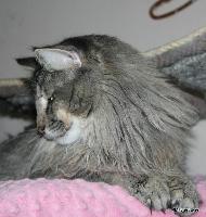 galleries/cats/166/22.jpg