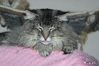 galleries/cats/166/23.jpg