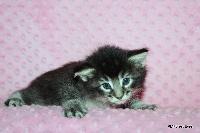 galleries/cats/166/3.jpg