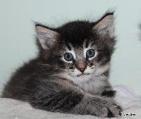 galleries/cats/166/4.jpg