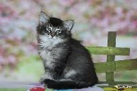galleries/cats/166/5.jpg