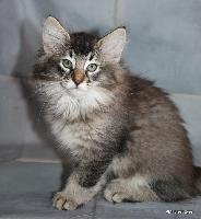 galleries/cats/166/6.jpg