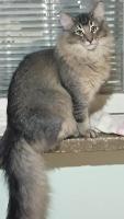 galleries/cats/166/8.jpg