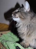 galleries/cats/166/9.jpg