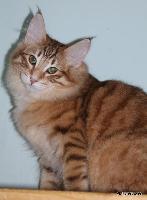 galleries/cats/167/14.jpg