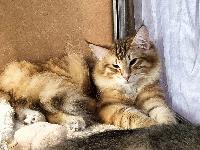 galleries/cats/167/16.jpg