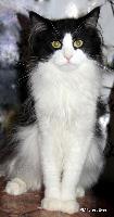 galleries/cats/174/2.jpg