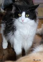 galleries/cats/174/3.jpg
