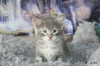 galleries/kittens/518/2.jpg