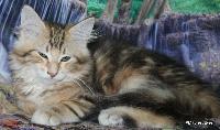 galleries/kittens/532/5.jpg