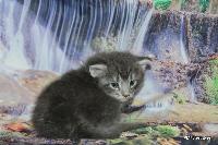 galleries/kittens/537/3.jpg