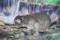 galleries/kittens/540/4.jpg