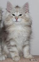 galleries/kittens/541/4.jpg