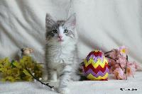 galleries/kittens/546/3.jpg