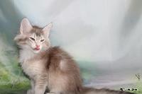 galleries/kittens/555/1.jpg
