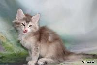 galleries/kittens/555/2.jpg