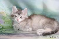 galleries/kittens/555/3.jpg
