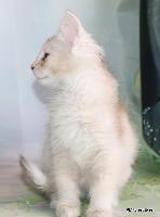 galleries/kittens/556/1.jpg
