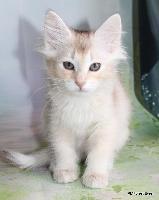 galleries/kittens/556/2.jpg