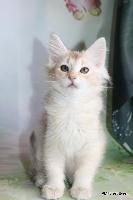galleries/kittens/556/3.jpg