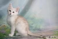 galleries/kittens/557/1.jpg