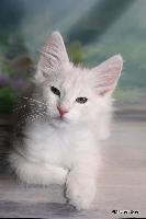 galleries/kittens/557/2.jpg