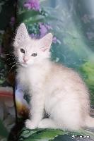 galleries/kittens/557/3.jpg