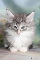 galleries/kittens/558/2.jpg