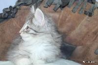 galleries/kittens/558/3.jpg