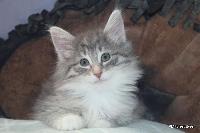 galleries/kittens/558/4.jpg
