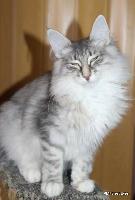 galleries/kittens/558/5.jpg