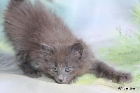 galleries/kittens/559/1.jpg