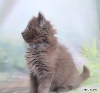galleries/kittens/559/3.jpg