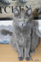 galleries/kittens/559/7.jpg