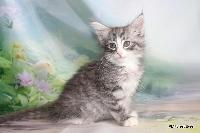 galleries/kittens/560/4.jpg