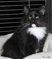 galleries/kittens/561/1.jpg