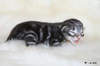 galleries/kittens/562/1.jpg