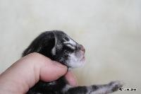 galleries/kittens/562/2.jpg