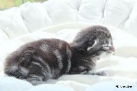 galleries/kittens/562/4.jpg