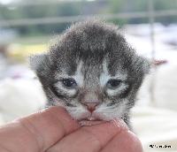 galleries/kittens/562/5.jpg