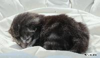 galleries/kittens/562/6.jpg