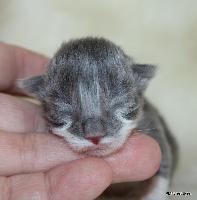 galleries/kittens/563/1.jpg