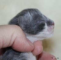 galleries/kittens/563/2.jpg