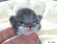 galleries/kittens/563/3.jpg