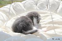 galleries/kittens/563/4.jpg